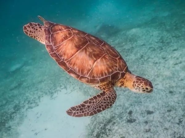Snorkeling with Turtles, authentic Tacos and out of the crowds Cenote
